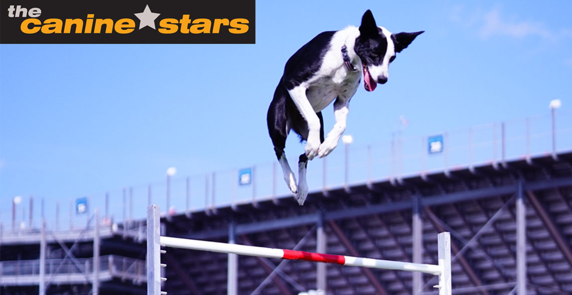 The Canine Stars Stunt Dog Show
